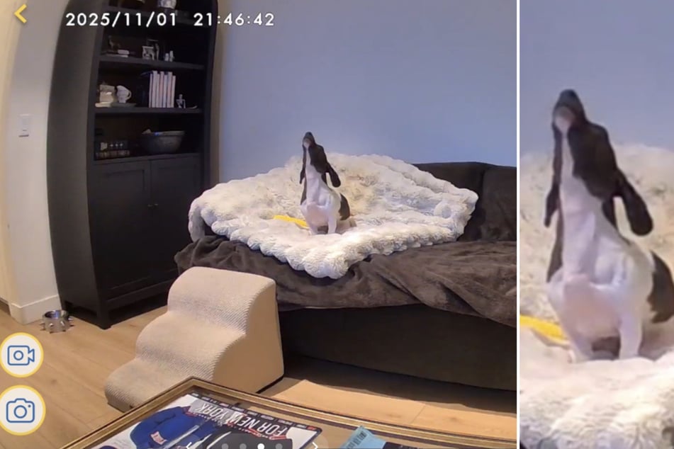 Auf den Aufnahmen der Überwachungskamera sah man schnell: Der Anwohner hatte leider recht!