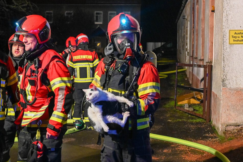 Einsatzkräfte konnten eine Katze vor den Flammen retten.