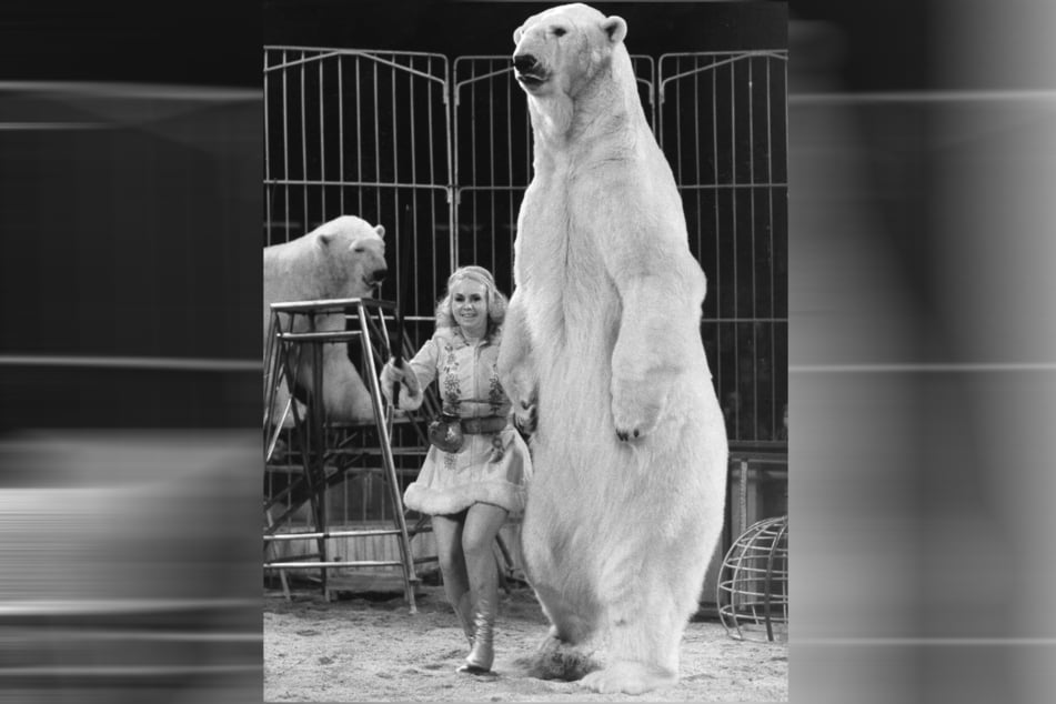 Ursula Böttcher tourte 1983 mit ihren Eisbären beim Zirkus Busch.