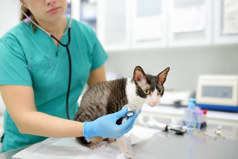 Glaubt man, dass eine Katze schnurrt, weil sie Schmerzen hat, dann sollte man sie untersuchen lassen.