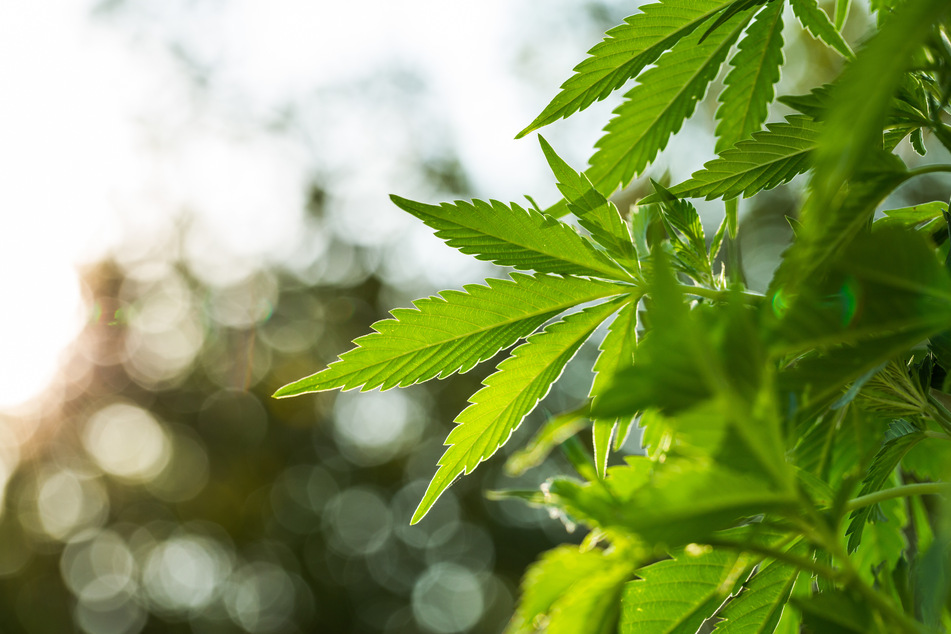 Schließlich entdeckte die Polizei auch noch mehrere ausgewachsene Marihuana-Pflanzen. (Symbolbild)