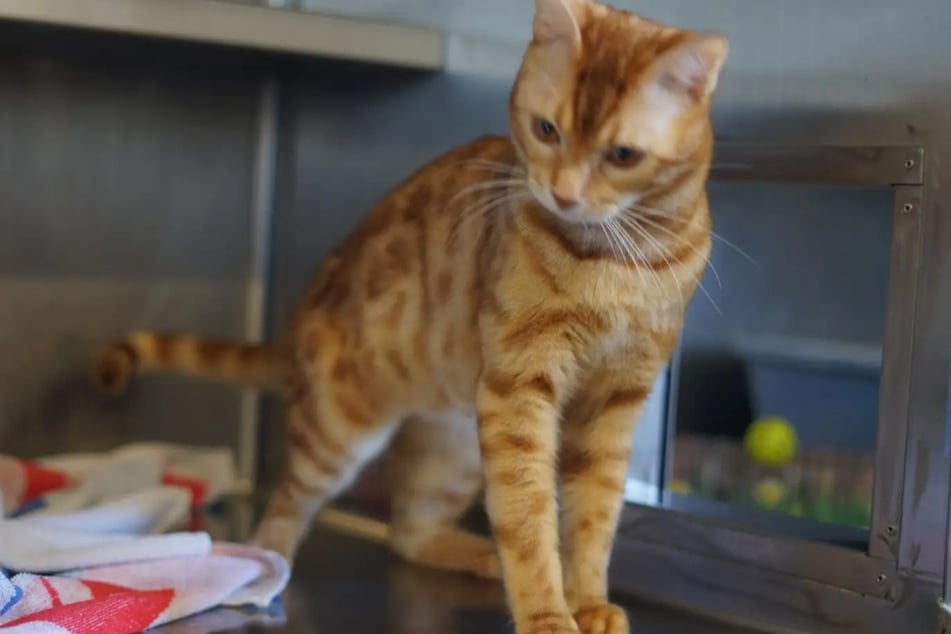 Der Vierbeiner wird nicht in ein Zuhause mit Hunden oder Kindern vermittelt.