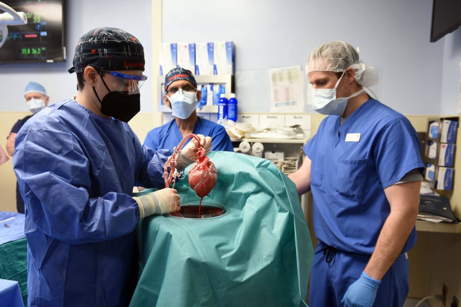 Members of the surgical team at the University of Maryland School of Medicine showed the pig heart for transplant into patient David Bennett in January.