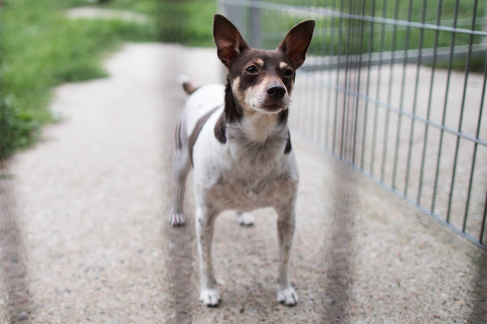 Im Tierheim Berlin warten viele Hunde sehnsüchtig auf ein neues Frauchen oder Herrchen.