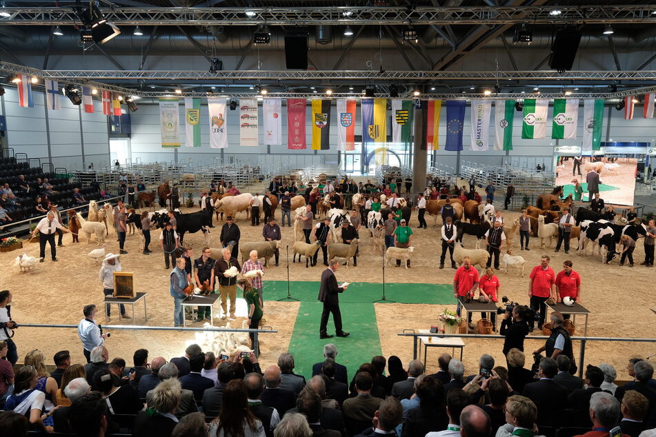 Messehallen voller Tiere - das war die Landwirtschaftsausstellung 2019. In diesem Jahr wurde sie abgesagt.