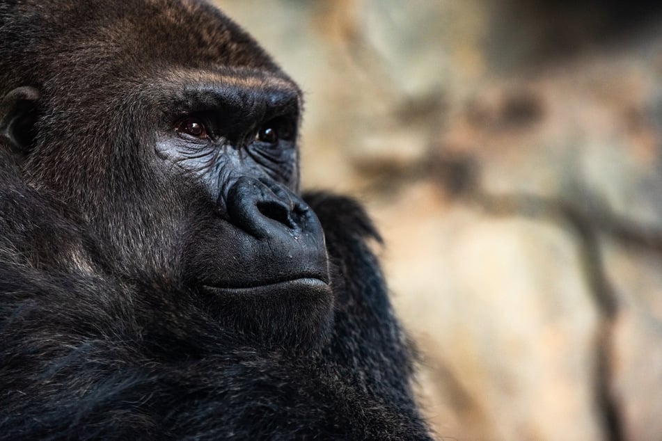 Genau wie Menschen gehören auch Gorillas zur Familie der Menschenaffen.