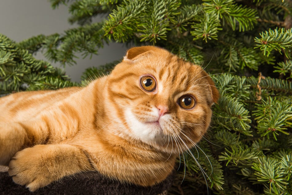 Die meisten Nadelhölzer sind giftig für Katzen.