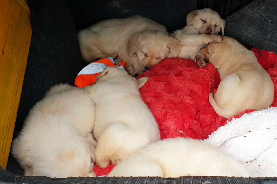 Auf einem Parkplatz an der A72 wurden sechs Hundewelpen sichergestellt.