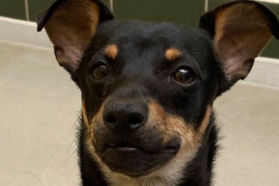 Der Zwergpinscher wurde in einem Treppenhaus entdeckt, von seinen Besitzern keine Spur.