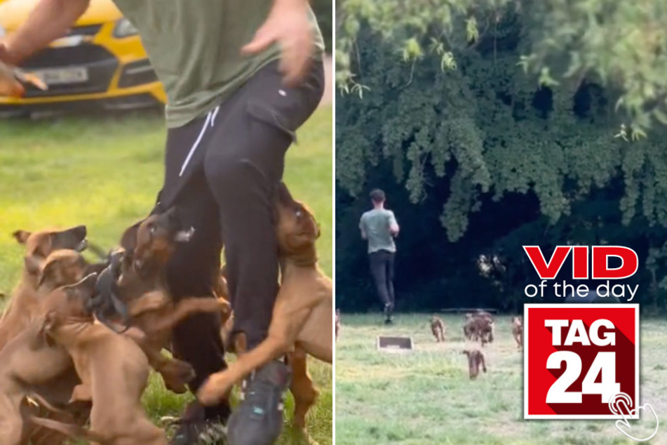 Today's Viral Video of the Day captures the moment things go awry for a man who just wanted to play chase with a group of innocent puppies!