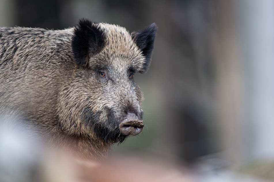 Fast 35 Jahre nach der Reaktor-Katastrophe sind Wildschweine in einigen Regionen Bayerns noch immer radioaktiv belastet. (Symbolbild)