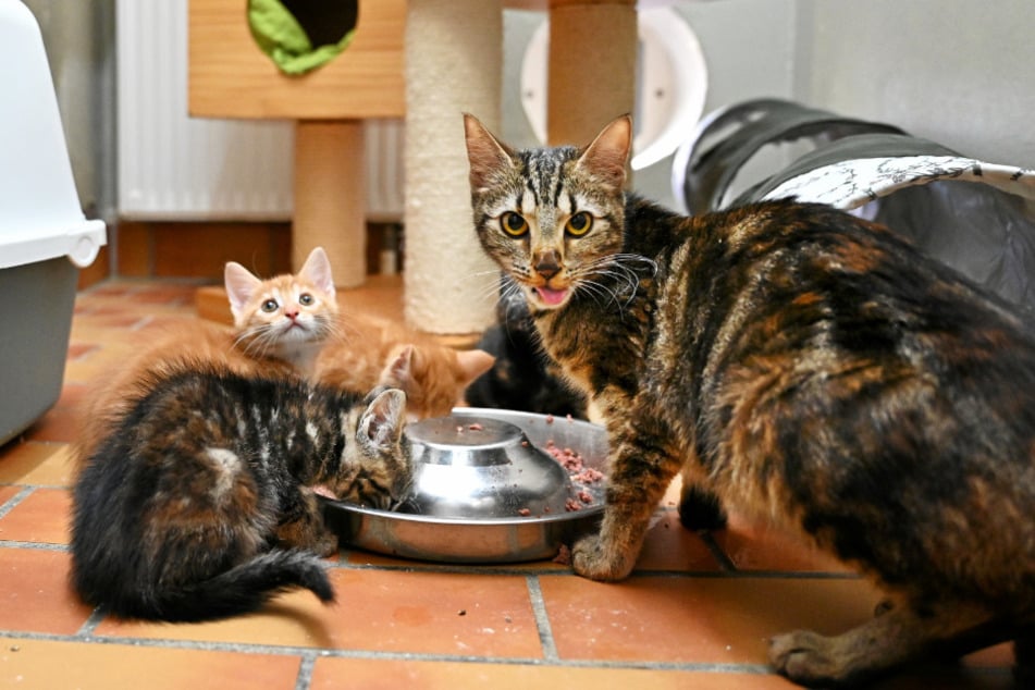 Ein Haustier ist eine verantwortungsvolle Aufgabe.