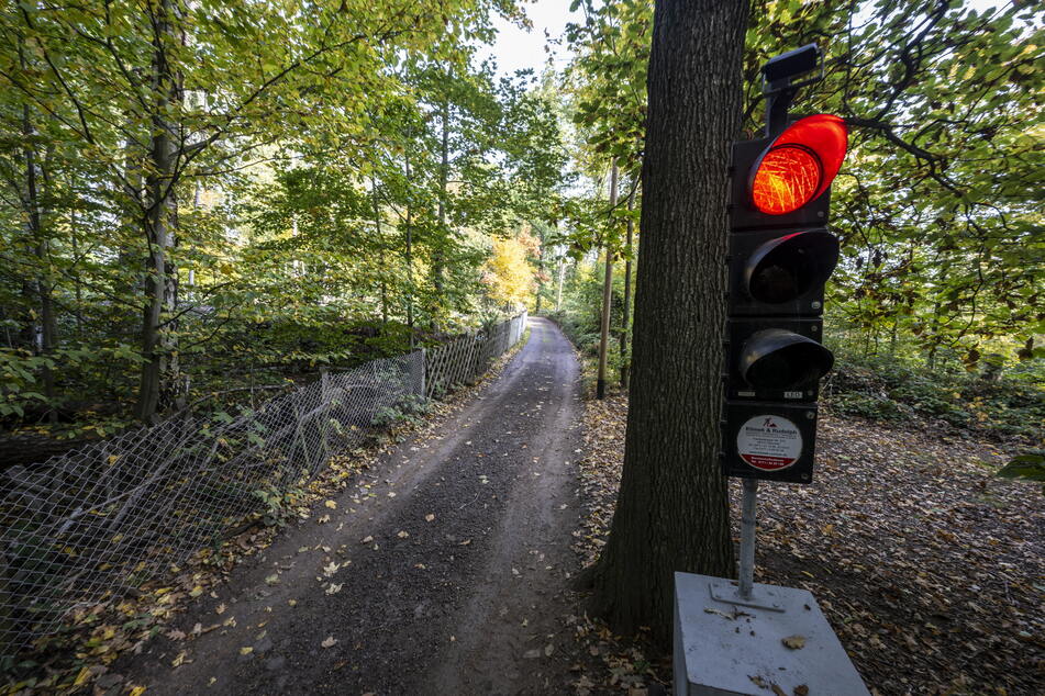 Eine Ampel steht im Walde: Da die Fahrbahn über der Hirschkuppe stellenweise sehr eng ist, wurden zur Regulierung des Verkehrsflusses Ampeln aufgestellt.