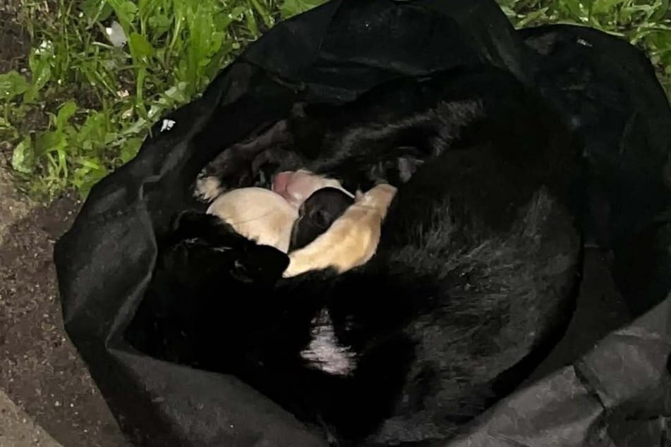 Die Hündin lag gemeinsam mit ihren Babys in einem Müllbeutel.