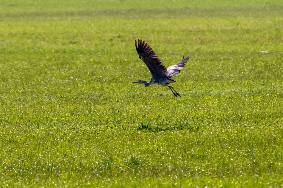 Die Naturschutzverbände errechneten auf Grundlage der Jagdstatistik: Im 20-jährigen Durchschnitt sind jährlich 487 Graureiher zu Tode gekommen. (Symbolbild)