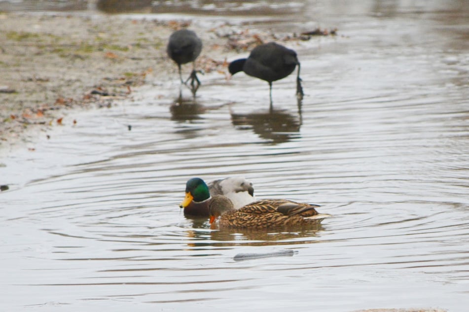 Zahlreiche Enten brüten in der Messestadt.