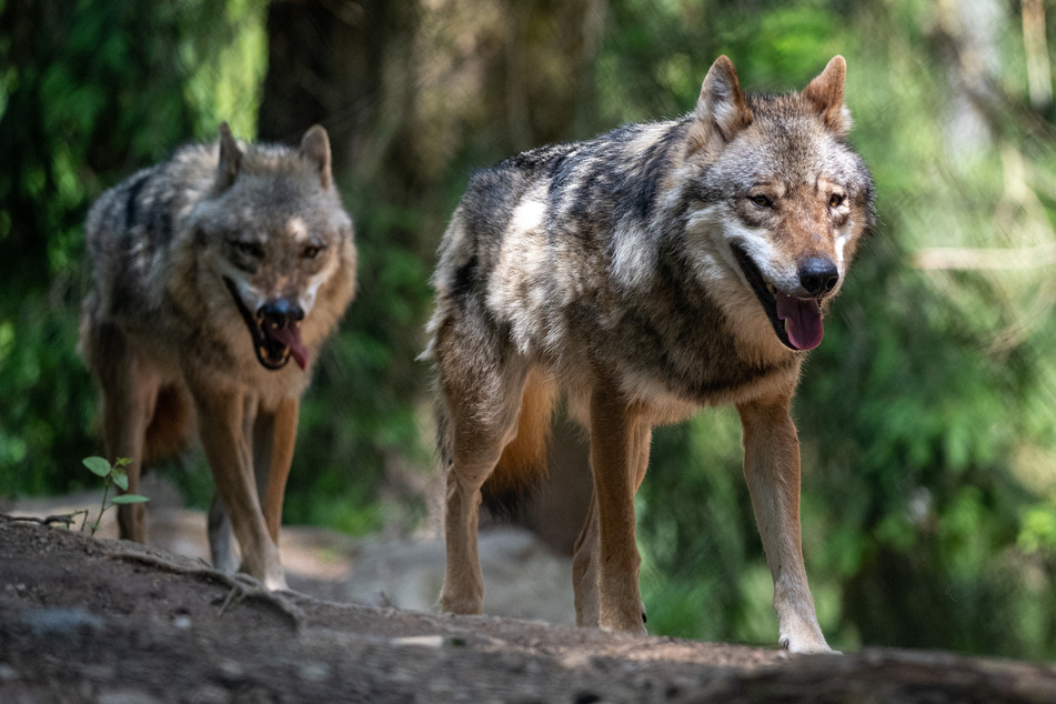 Wölfe: Deutscher Jagdverband warnt: Wölfe tauchen künftig immer öfter in Großstädten auf