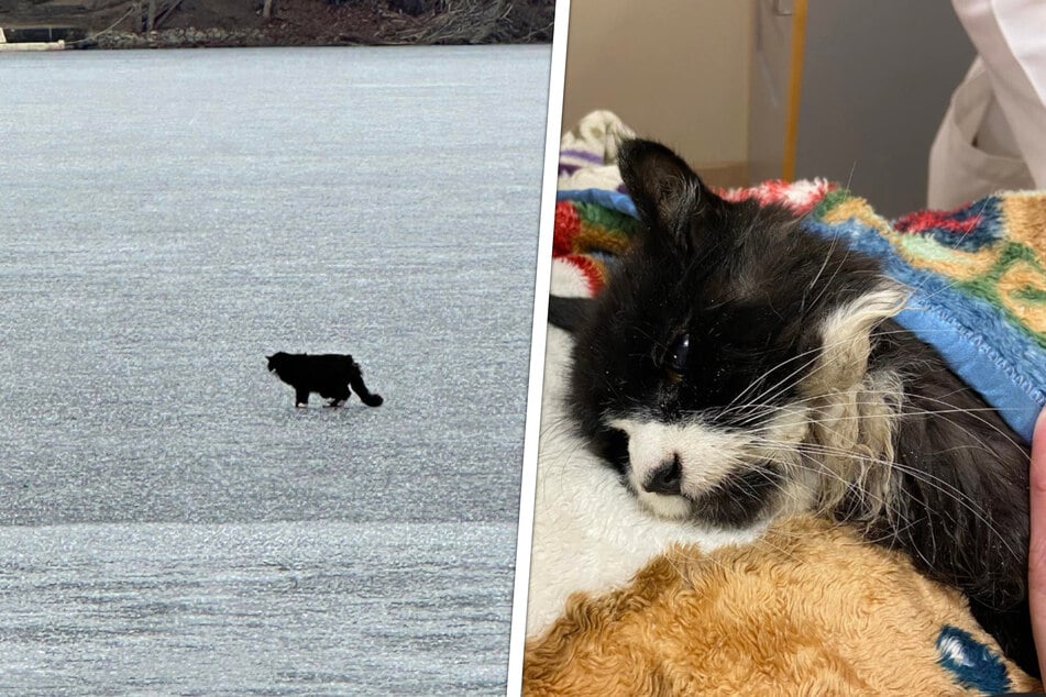 Blind cat gets stranded on frozen lake and falls through the ice – will rescuers get to him in time?