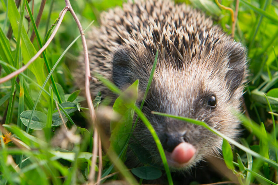 Ein junger Igel sitzt im Gras und leckt sich über die Schnauze. (Symbolbild)