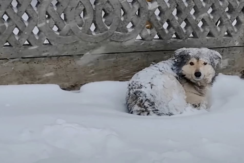 Einsamer Hund ergibt sich bei Eiseskälte dem Schnee: Als Hilfe naht, macht er den nächsten Fehler