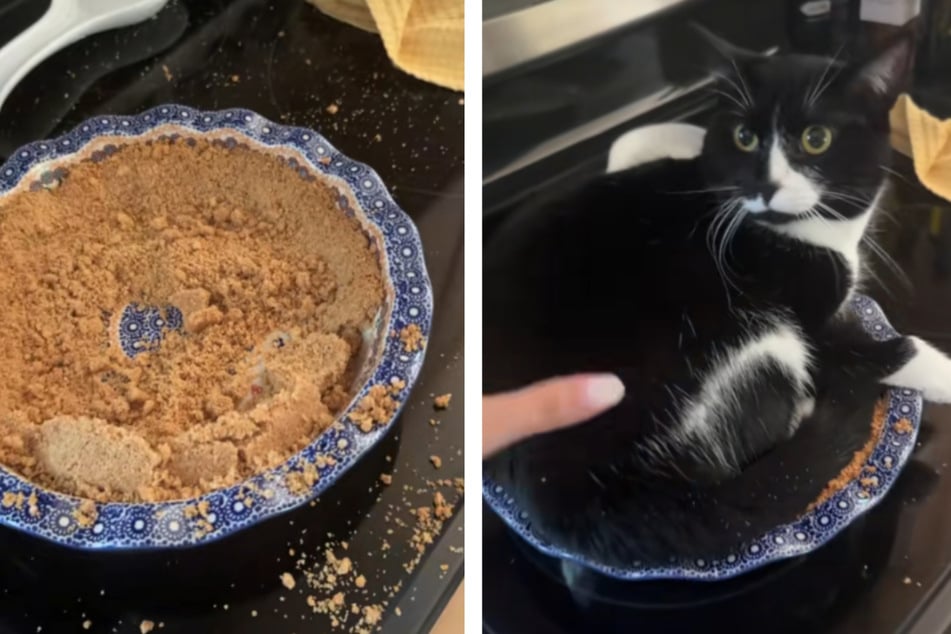 A confused kitchen-dwelling kitty cat decided that a cooling pie crust was the perfect place to make into her new bed in a hilarious TikTok video!