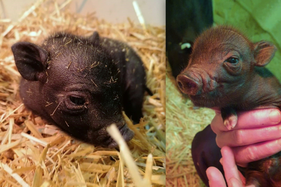Minischwein Winnie wälzt sich gerne im Stroh.