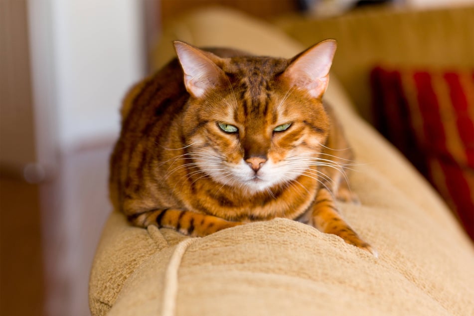 Bengal cats look like miniature tigers, and there are few things more adorable than that.