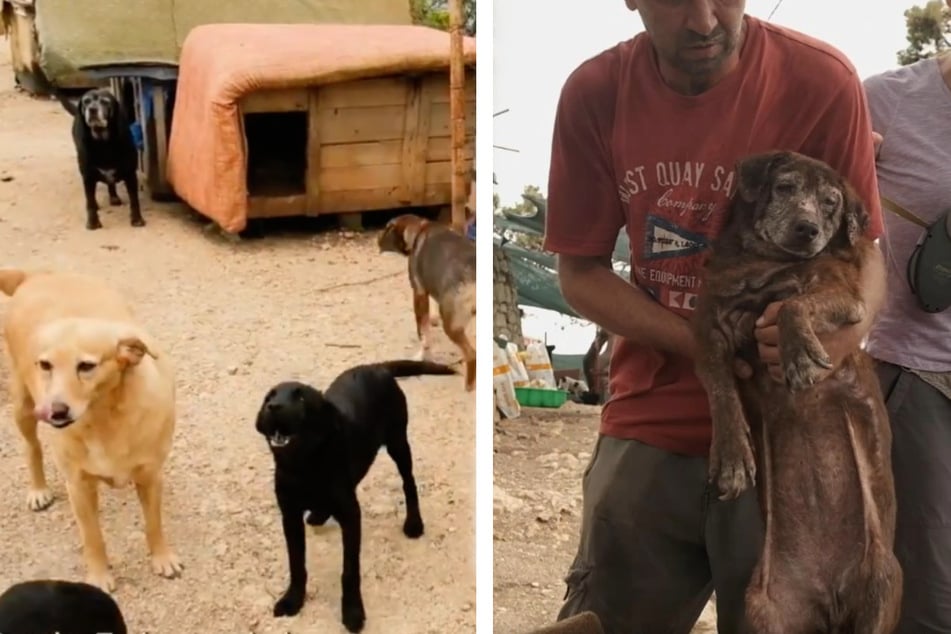 Etliche Hunde des Tierheimes in Dubrovnik müssen schnellstens medizinisch versorgt werden. Geschieht dies nicht, müssen sie nach dem Willen der Behörden sterben.