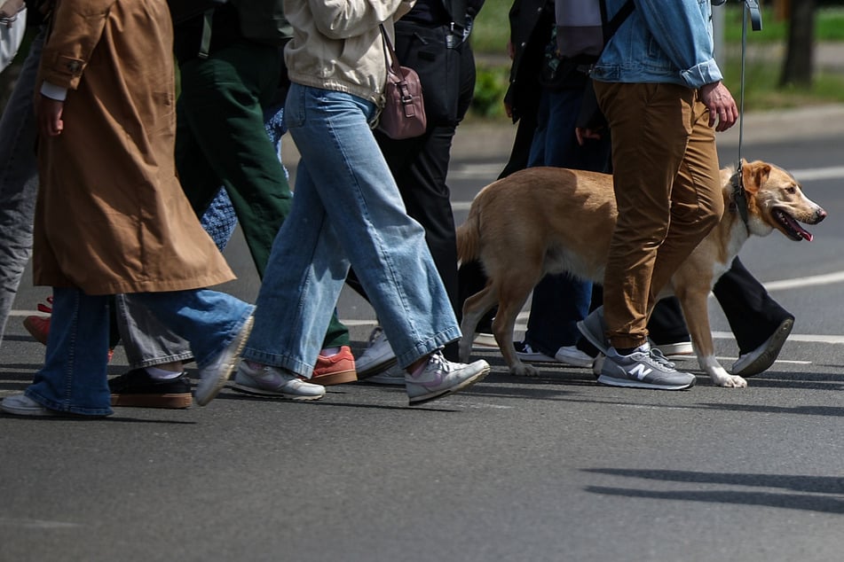 Leipzig erhöht Hundesteuer: So viel mehr muss für einen Vierbeiner bezahlt werden