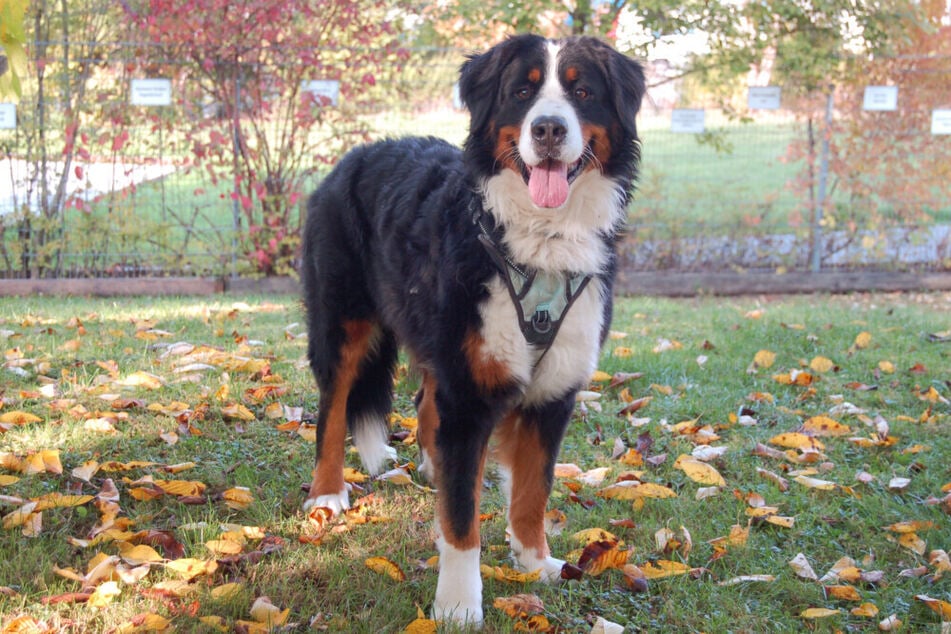 Berner Sennenhund "König Ludwig" hofft auf einen neuen Hofstaat, der seine sensible Art akzeptiert.