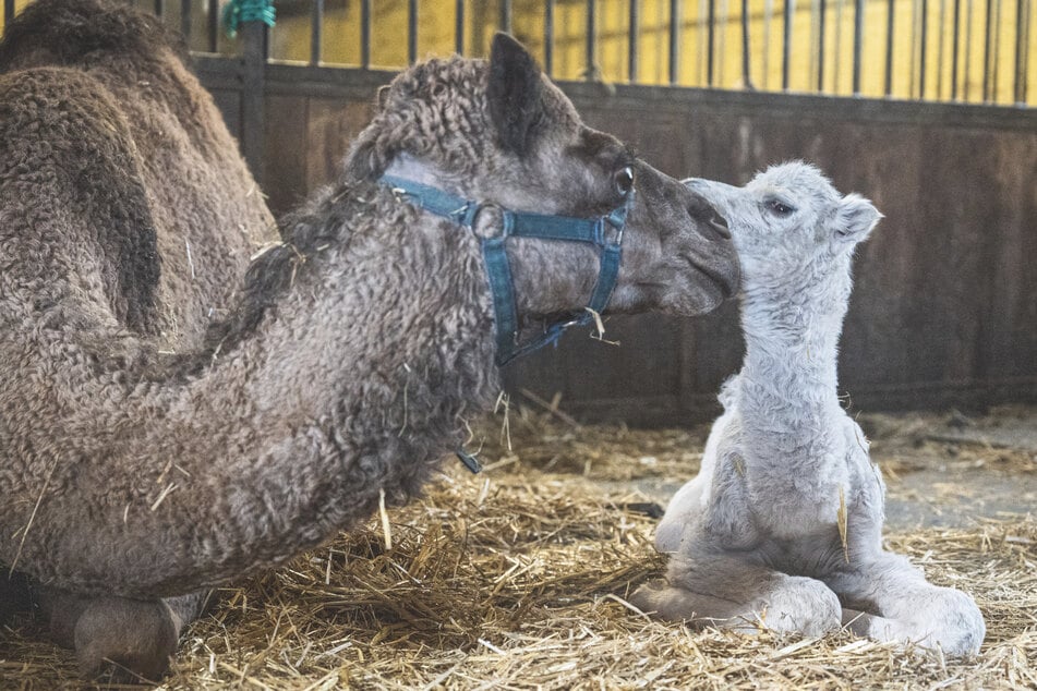 Flauschiger Nachwuchs zu Ostern: Seltene Kreuzung in Thüringer Zoo geboren