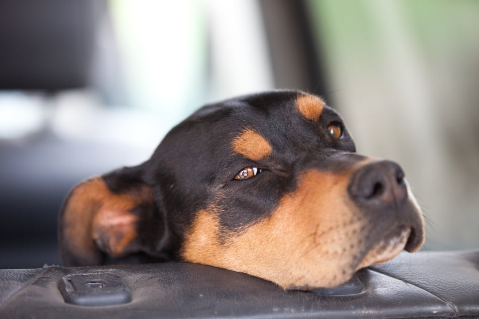 Ablenkung wie Spielzeug oder Kauknochen können Hunden beim Autofahren helfen.