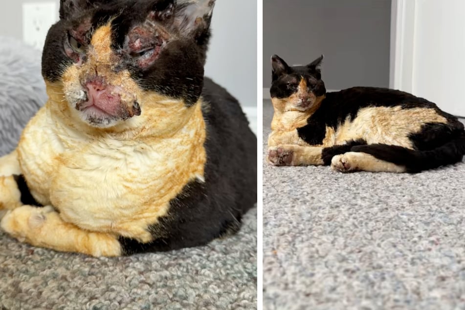 Stallkatze "Beth" war bei einem Feuer völlig entstellt worden.