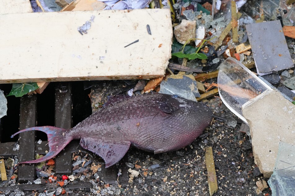 Unter den Trümmern liegt ein toter Fisch des Berliner Aquadoms auf der Straße.