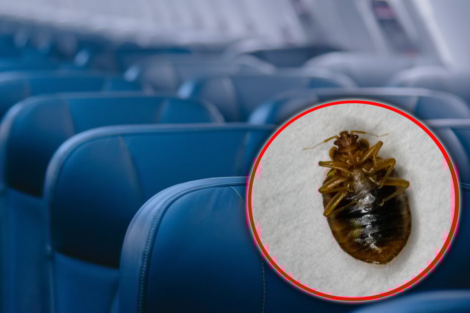 Nach Bettwanzen-Befall im Flugzeug: Familie fordert 200.000 Dollar Schadensersatz