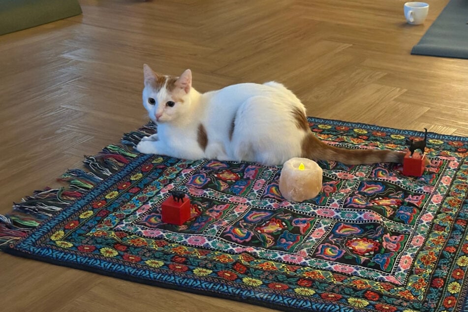 Kater "Eppi" hatte es sich während der Vinyasa-Session auf dem Yoga-Tuch bequem gemacht.