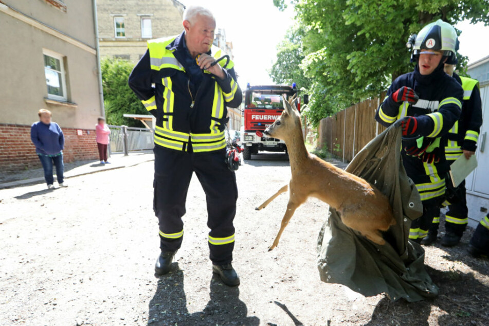 Plötzlich ging's ganz schnell. Mit einem großen Sprung machte sich der Rehbock auf den Weg in die Freiheit.