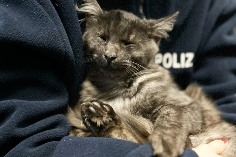 Na policejní stanici v Porýní-Falcii se ve středu večer usadila kočka: čtyřnohý mazlíček si mohl užívat několik pohlazení.