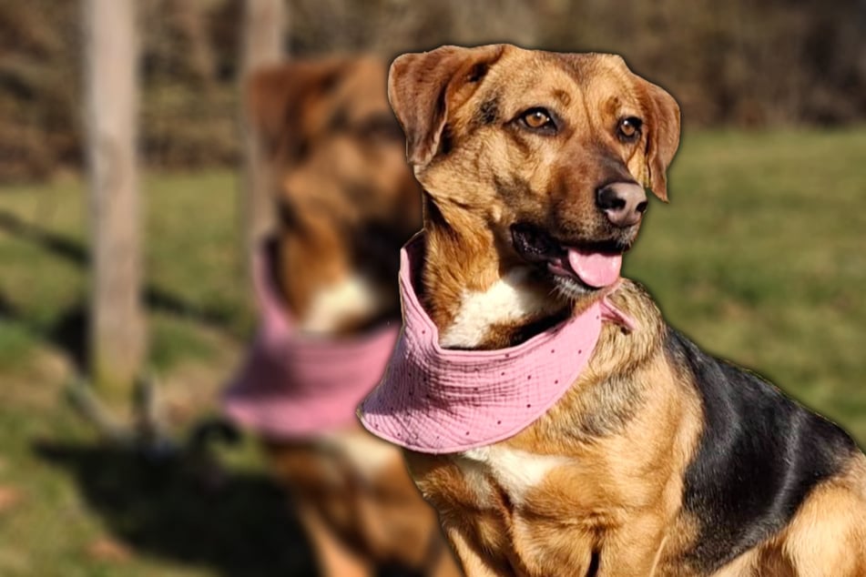 Der zweijährige Beagle-Basset-Mix Farina liebe es, unter Menschen zu sein.