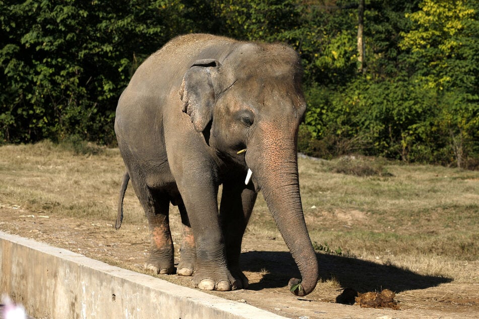 World's loneliest elephant gets some company for the first time in 8 years!