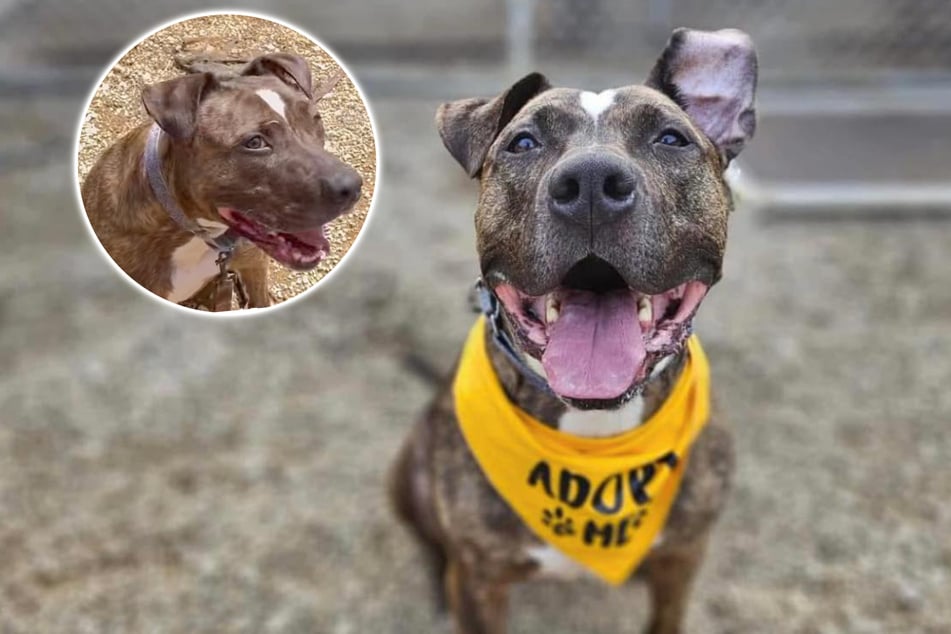 Vierbeiner Nitro lebt bereits seit sieben Jahren in einem Tierheim, seine einzige Adoption verlief anders als gedacht.