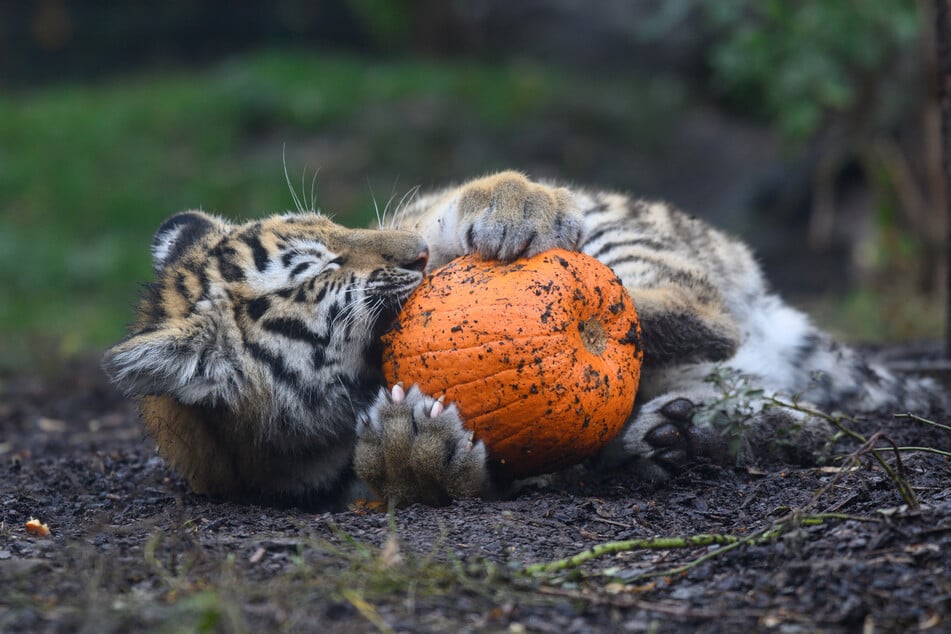 Der Zoo in Magdeburg will seinen Gästen unter anderem öffentliche Tierfütterungen anbieten. (Symbolfoto)