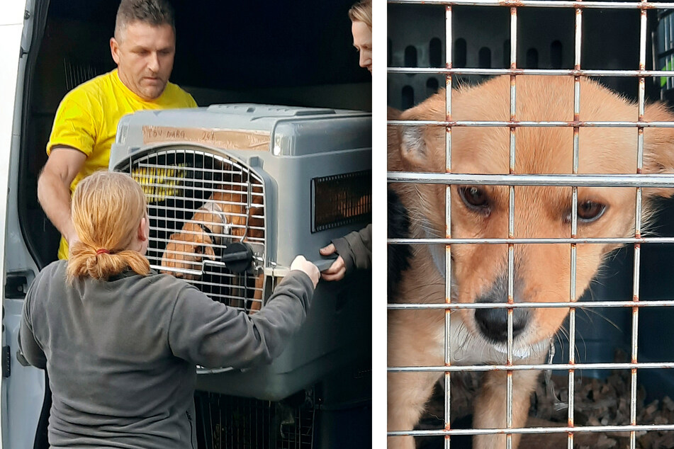 Aus Rumänien nach Deutschland: "Wir retten die Welt dieser Hunde!"