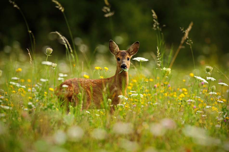 Ab Mitte April dürfen in Sachsen Rehwildböcke gejagt werden. Ihr Fleisch ist besonders zart und aromatisch und gilt als sehr bekömmlich.