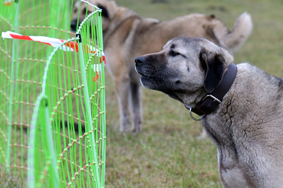 Kangal-Rudel fällt Hundebesitzer an: Yorkshire-Terrier stirbt