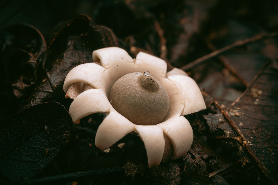Den "Gewimperten Erdstern" oder auch "Geastrum fimbriatum" kann man mit Glück auch in Deutschland finden. Die ungenießbaren Pilze sind allerdings sehr selten.