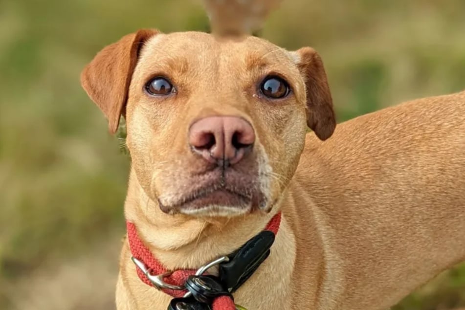 Siedem lat temu do Kolonii przyjechał mieszaniec vizsla o imieniu Mici, który od tego czasu ma nadzieję w końcu spotkać odpowiednich ludzi.