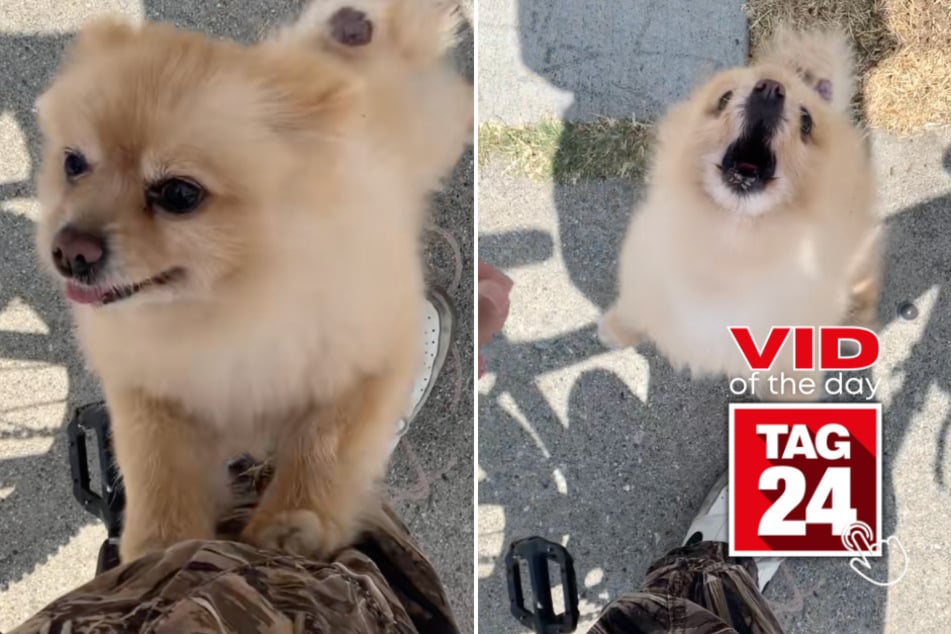 viral videos: Viral Video of the Day for March 29, 2026: Pomeranian dog screams at man who tries to pet it