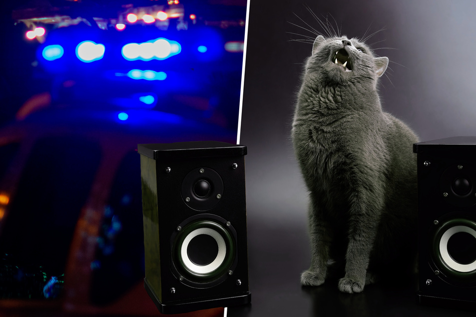 Katze löst Polizeieinsatz aus, weil sie zu laut Musik hört