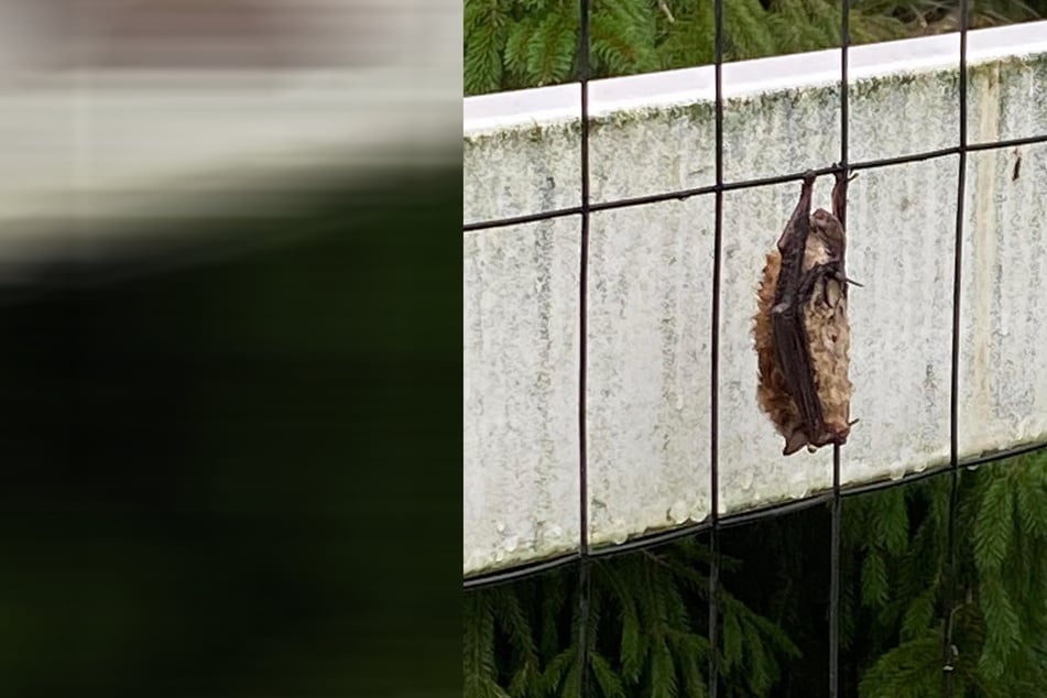 Frau sieht merkwürdiges Etwas an Zaun hängen: Dann erkennt sie das Problem